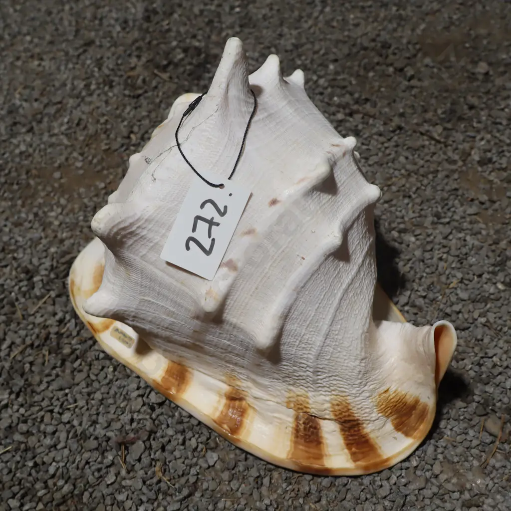 Large Conch Shell  Image 1++