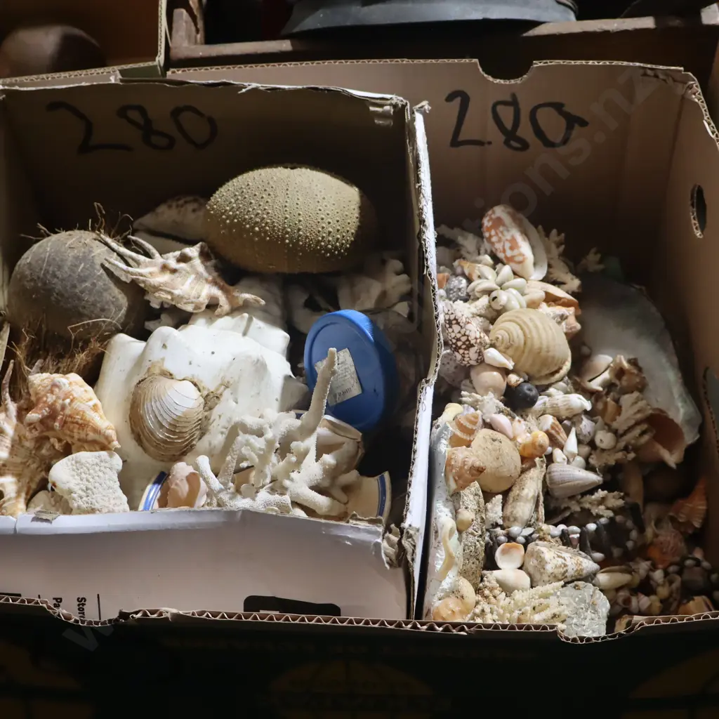 Box Sea Shells  Image 1++