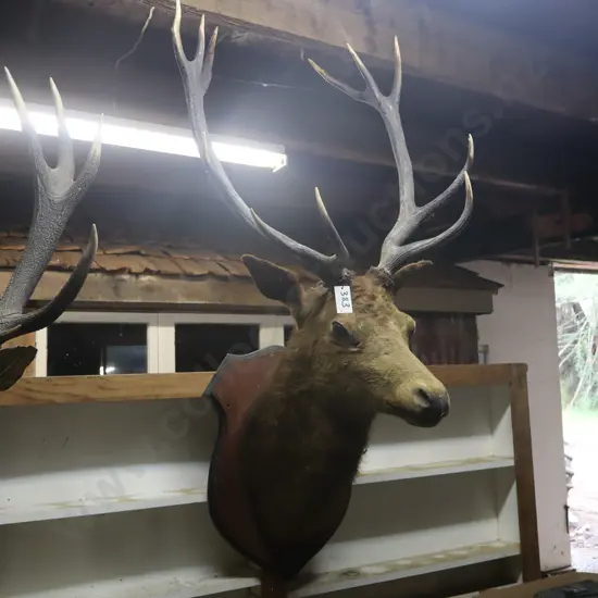 Stags Head #1