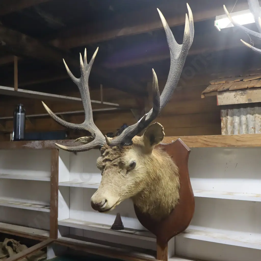 Stags Head #2 Image 1++