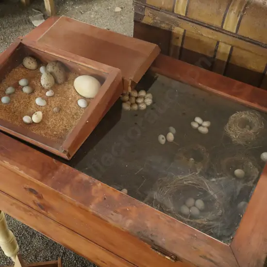 3X Egg Displays, Possible Kiwi