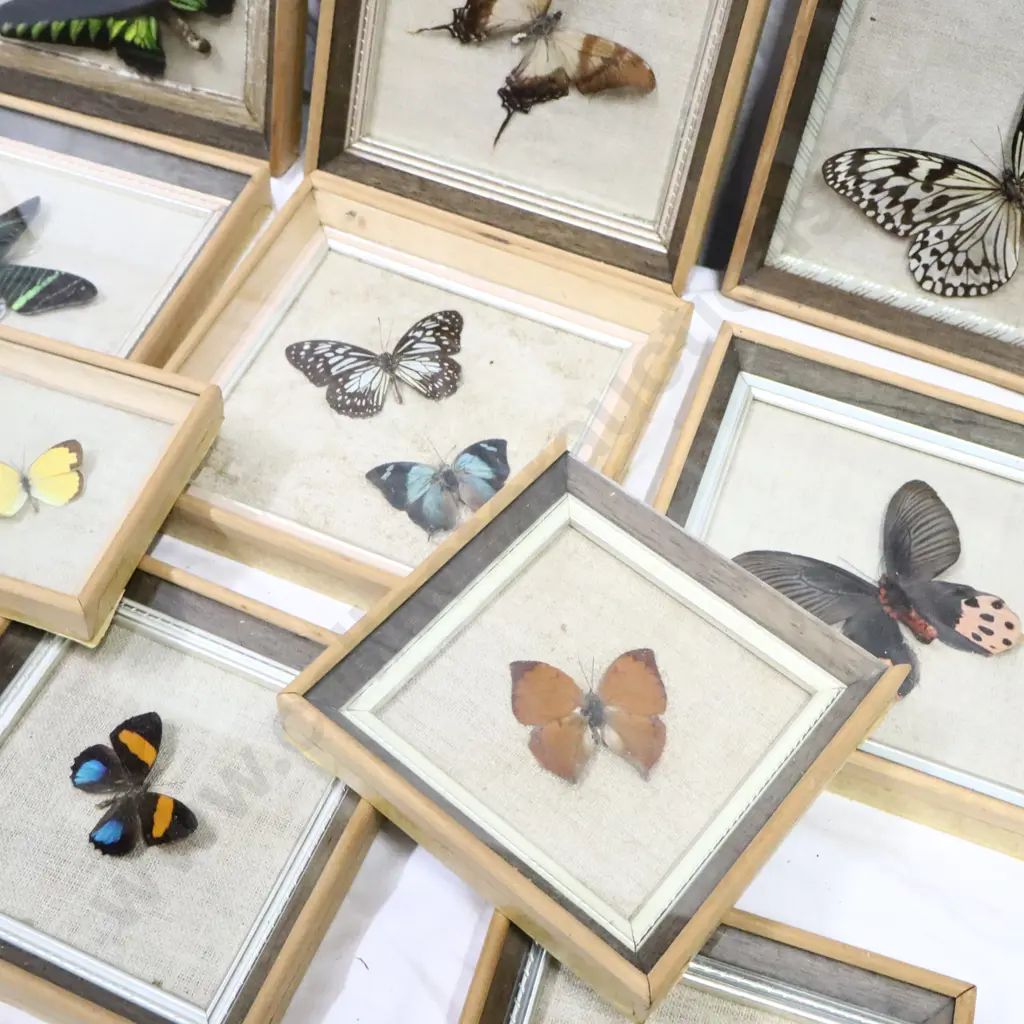 A Collection of Framed Butterflies Image 1++