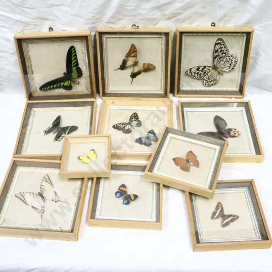A Collection of Framed Butterflies