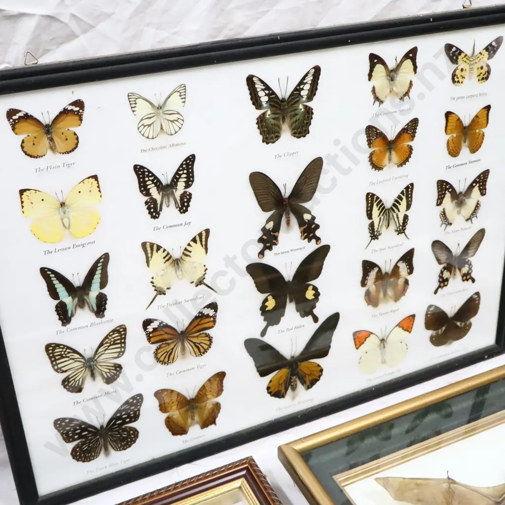 A Collection of Framed Butterflies, Singing Cicada's and A  Bat Image 1++