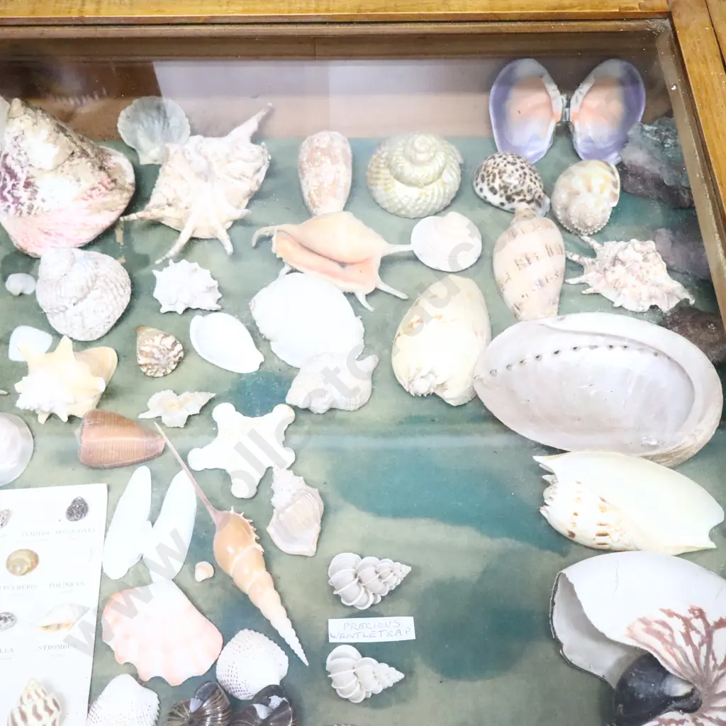 Seashells, Kauri Gum Snails And Crystals Collection Image 1++