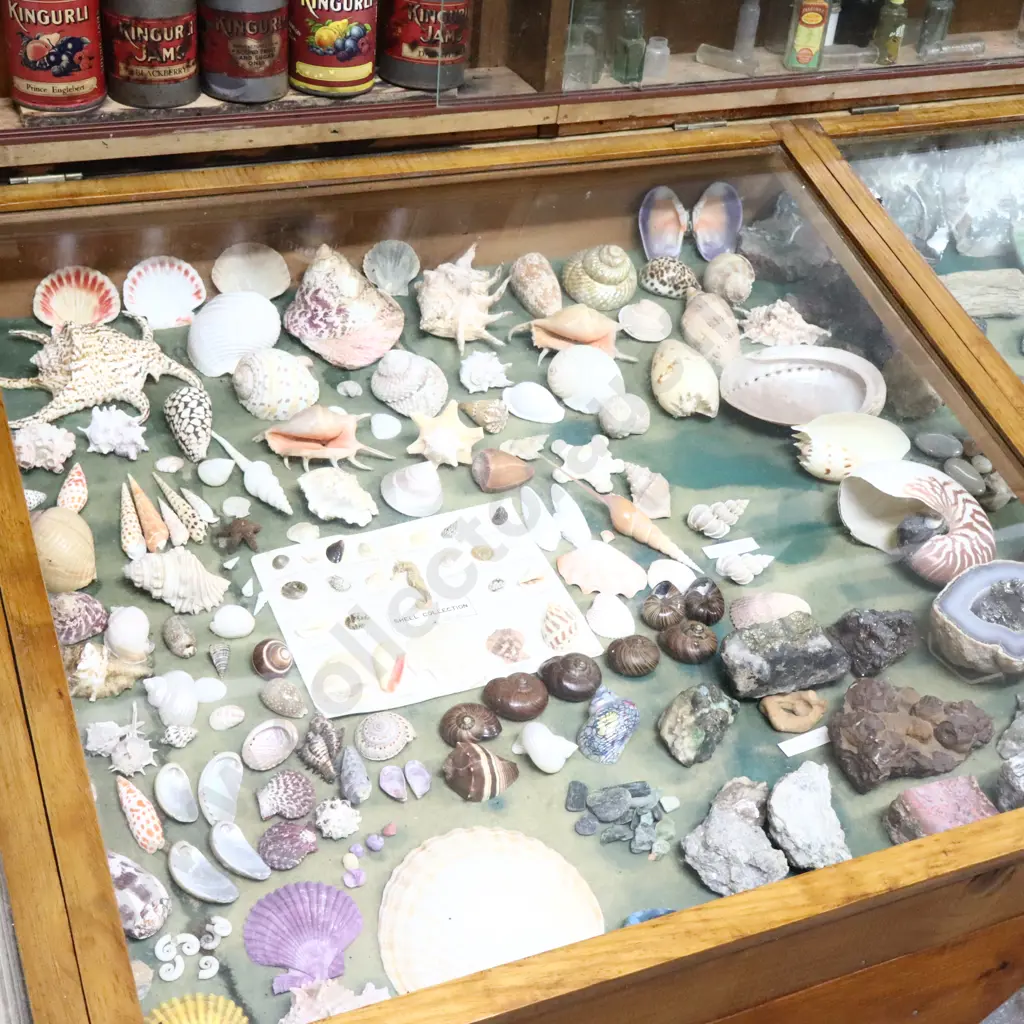 Seashells, Kauri Gum Snails And Crystals Collection Image 1++