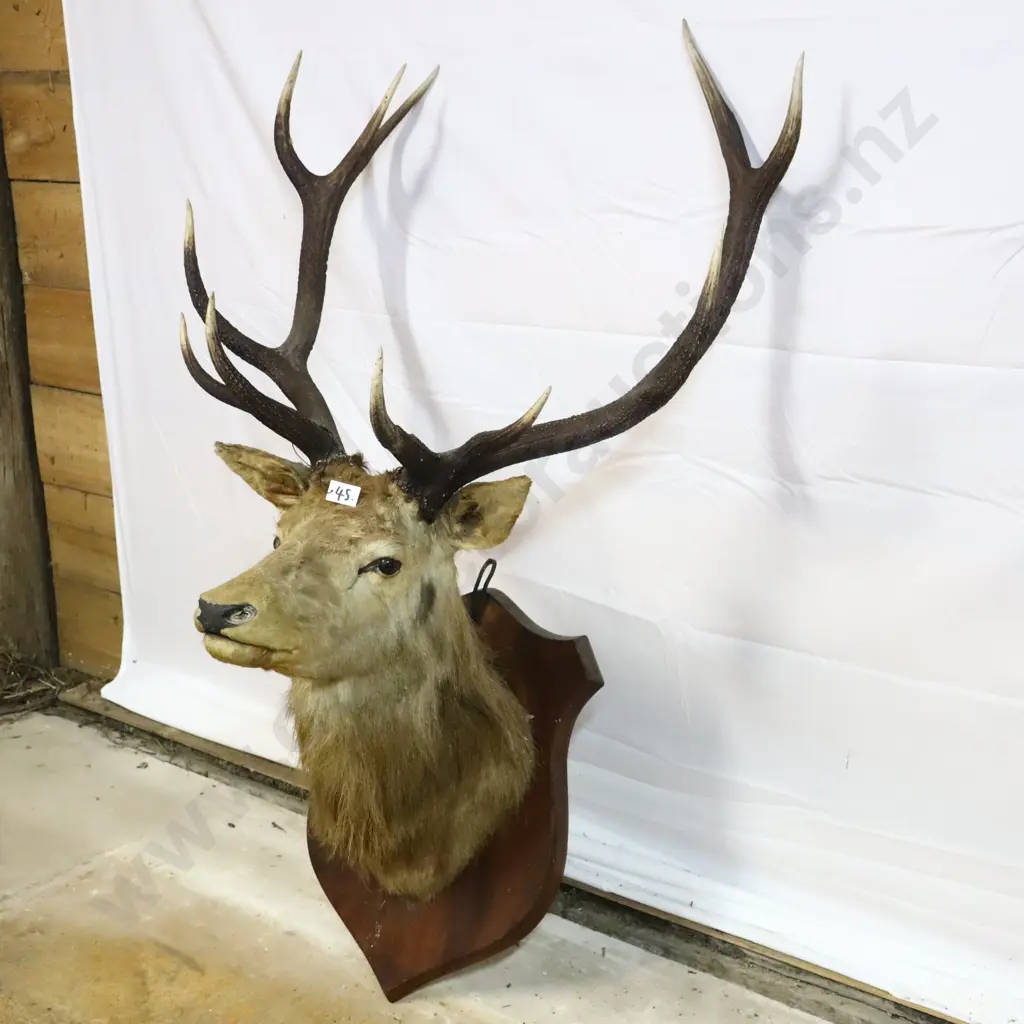 Mounted Deer Head Taxidermy Image 1++