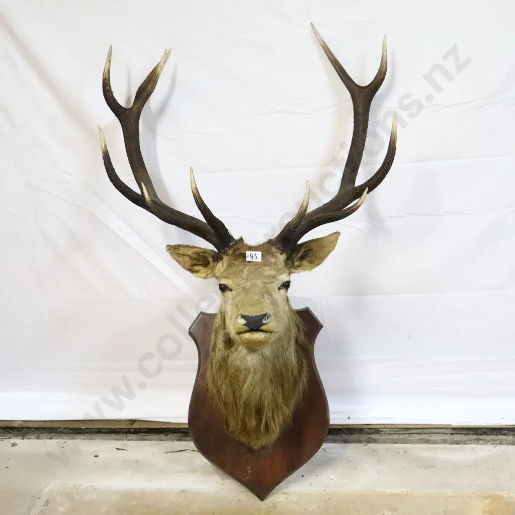 Mounted Deer Head Taxidermy Image 1++