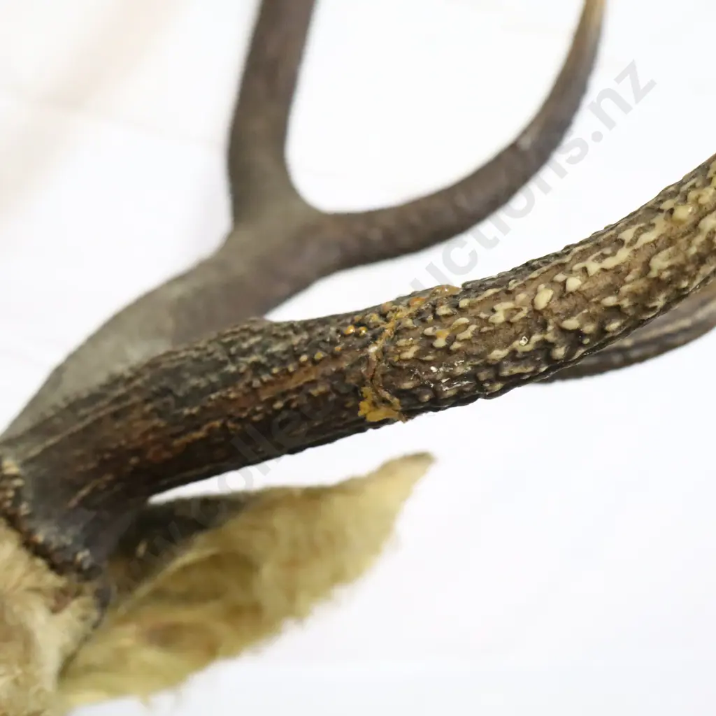 Mounted Deer Head Taxidermy Image 1++