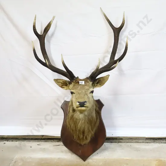 Mounted Deer Head Taxidermy