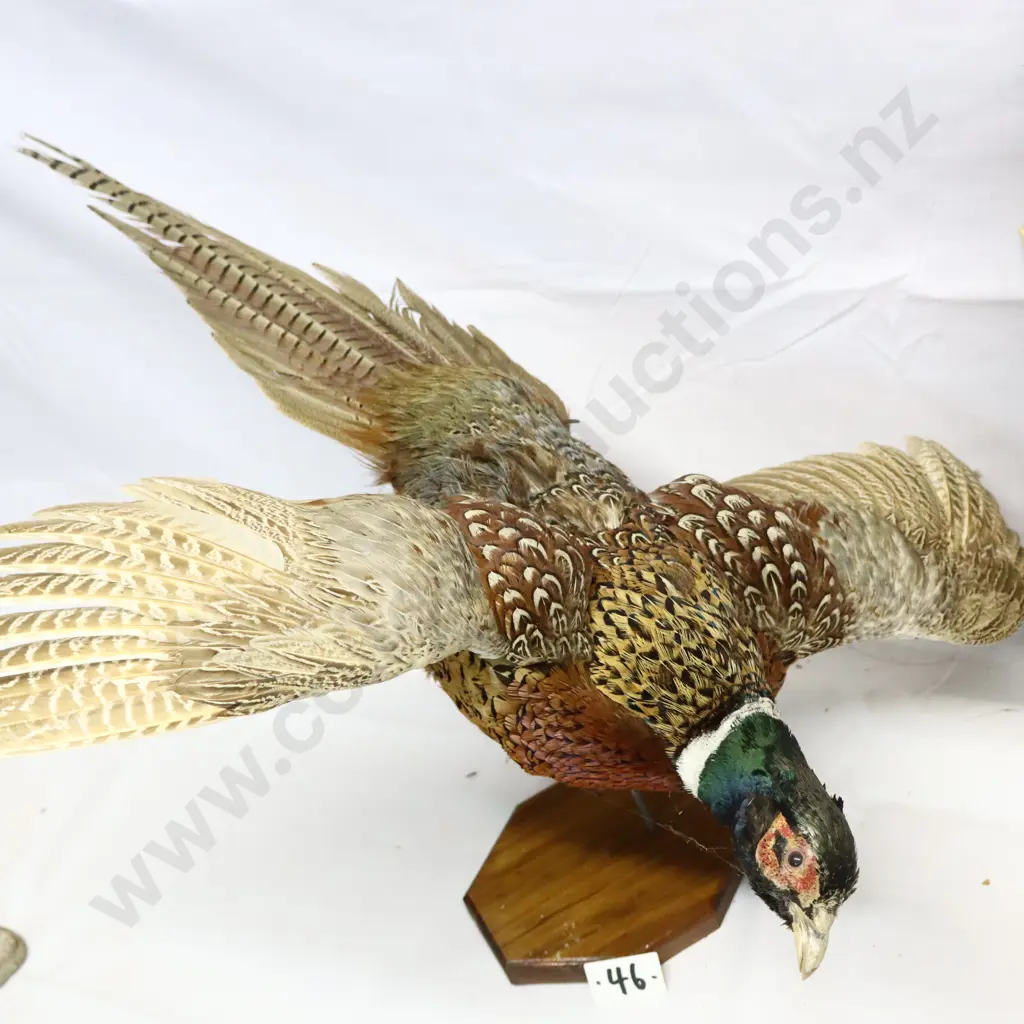 Taxidermy Pheasant and Chamois Head Image 1++