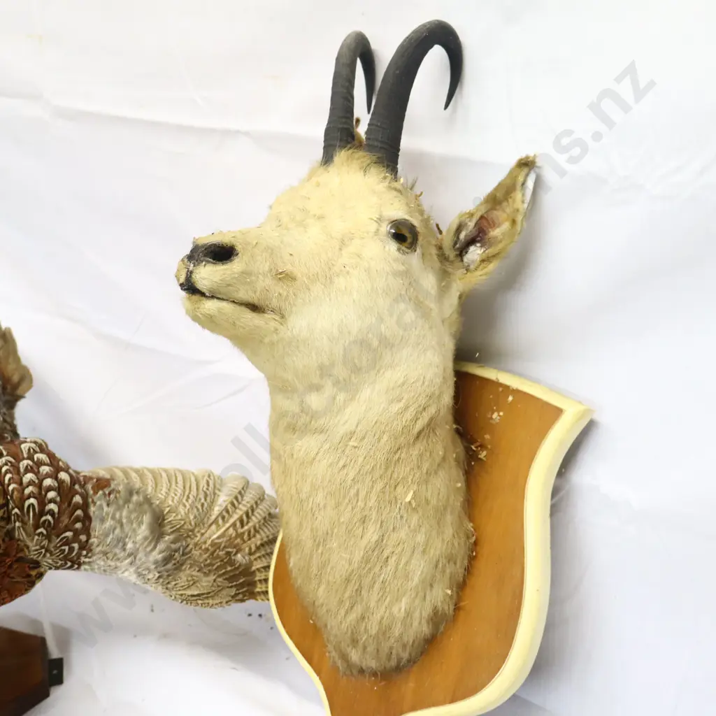 Taxidermy Pheasant and Chamois Head Image 1++