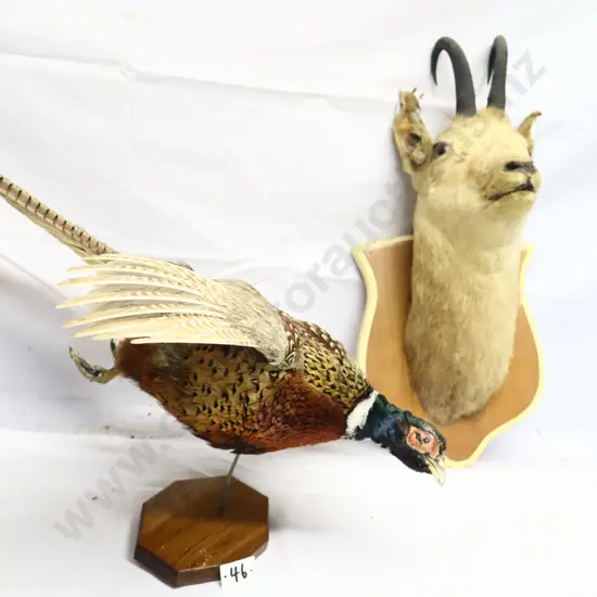 Taxidermy Pheasant and Chamois Head