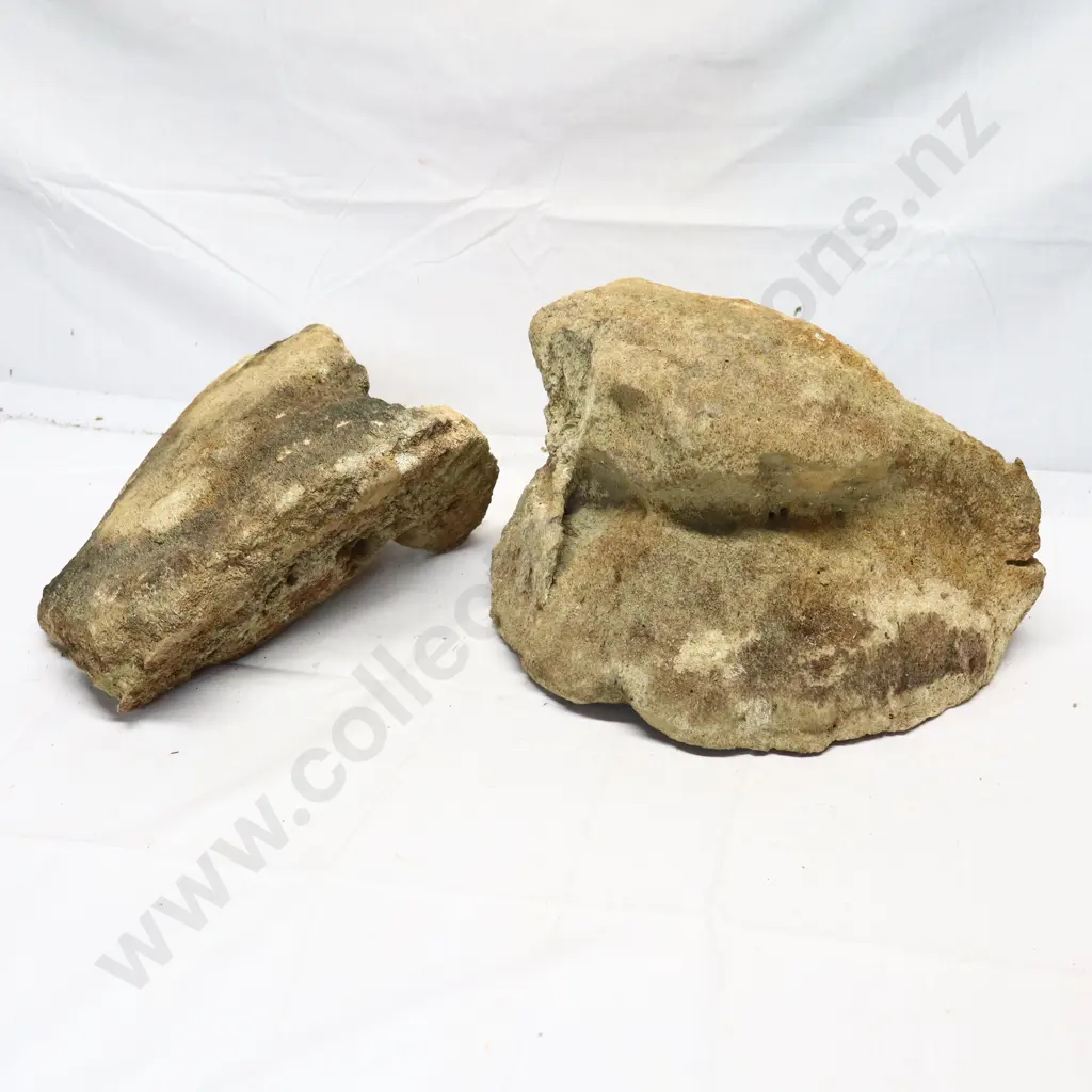 Whale Vertebra Image 1++