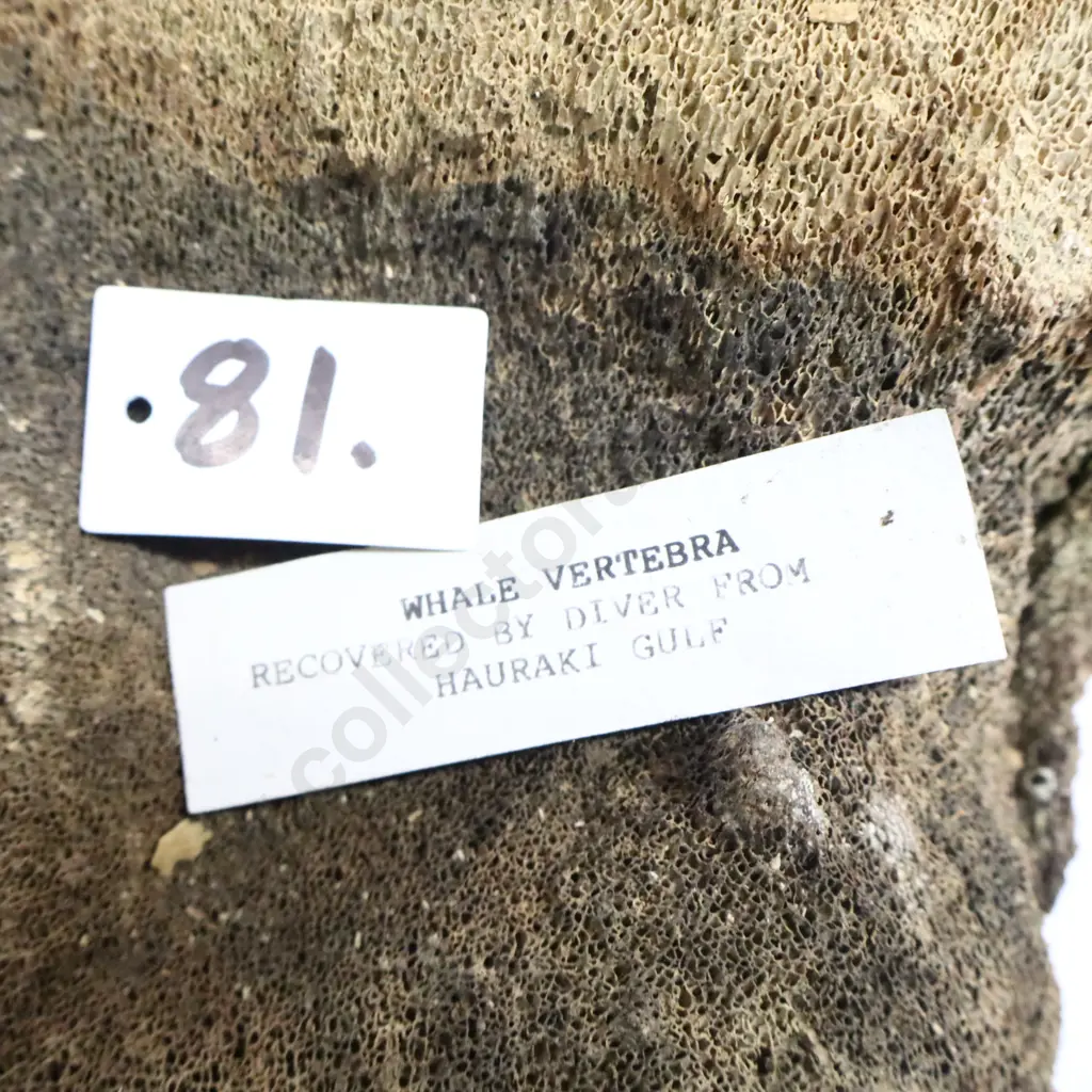 Whale Vertebra Image 1++