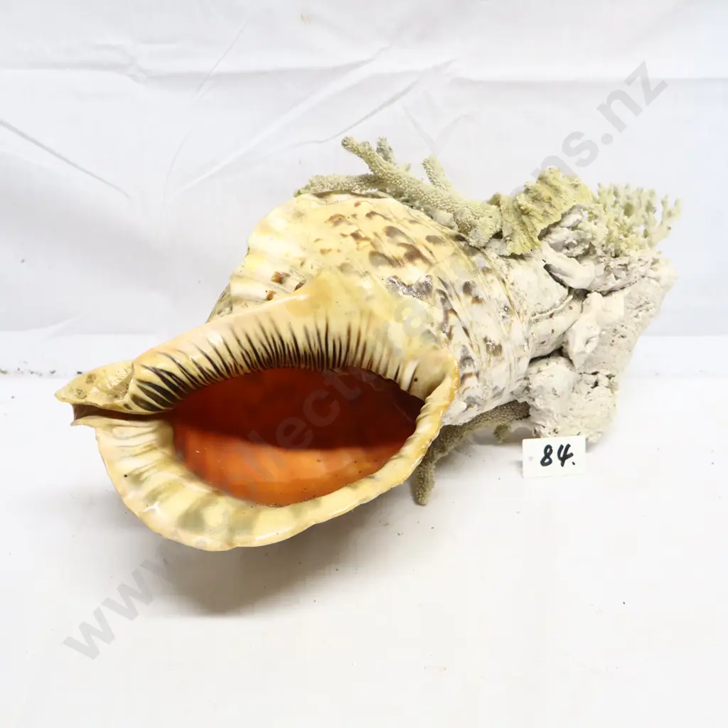 Large Conch Shell & Coral Display Image 1++