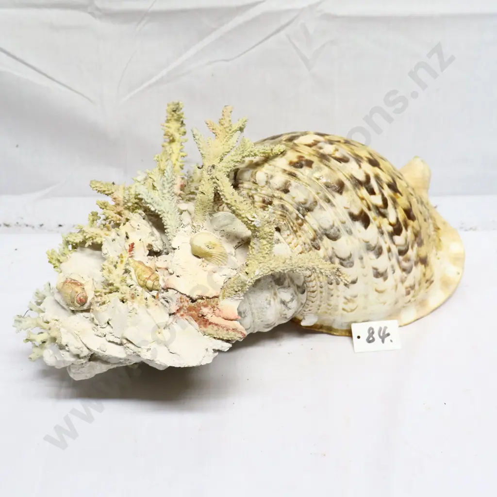 Large Conch Shell & Coral Display Image 1++