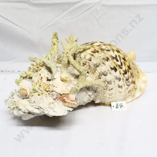 Large Conch Shell & Coral Display