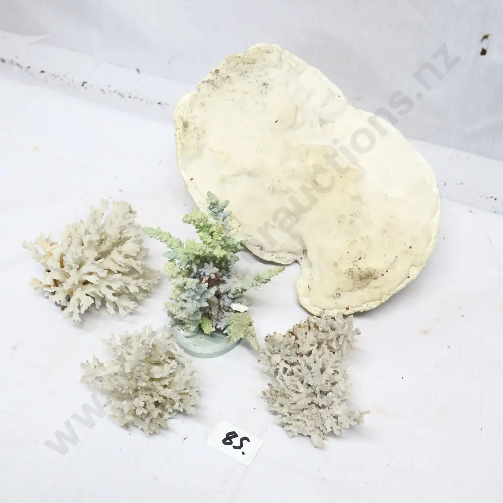 Collection of Coral Specimens Image 1++
