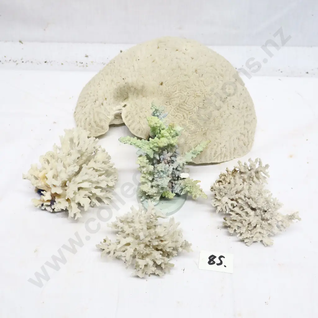Collection of Coral Specimens Image 1++