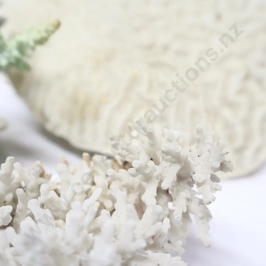 Collection of Coral Specimens Image 1++