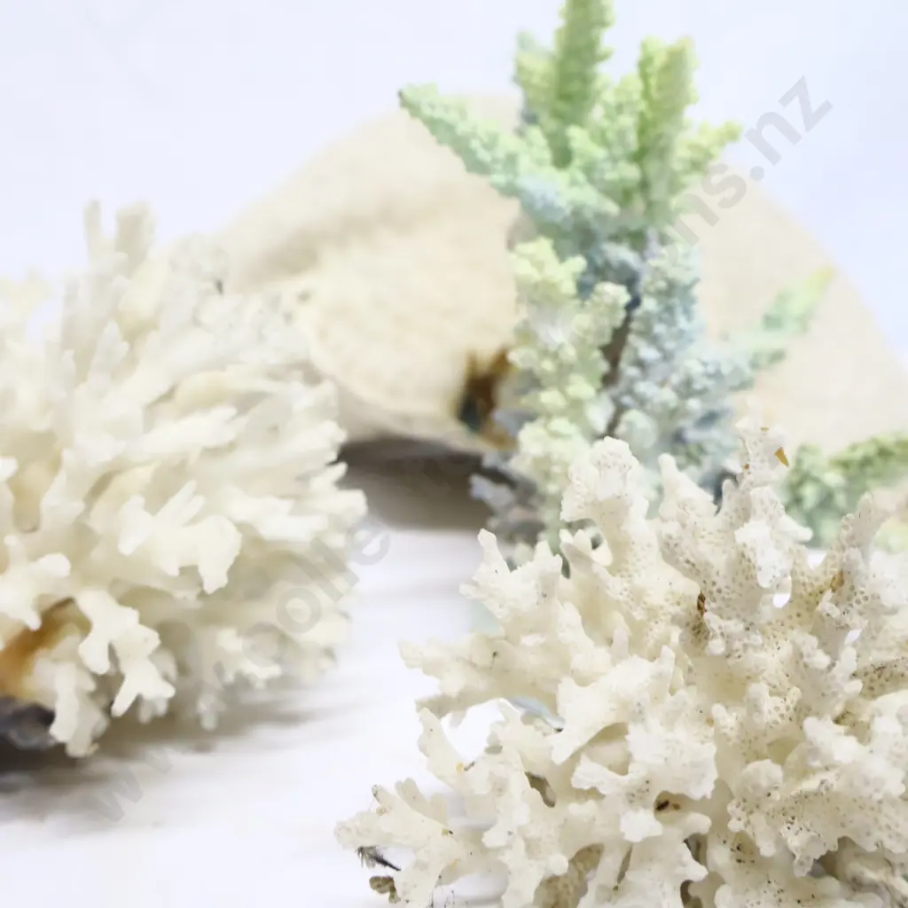 Collection of Coral Specimens Image 1++