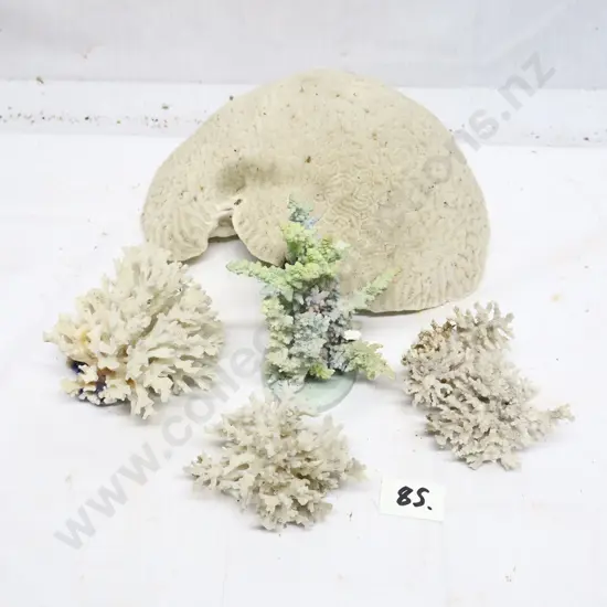 Collection of Coral Specimens