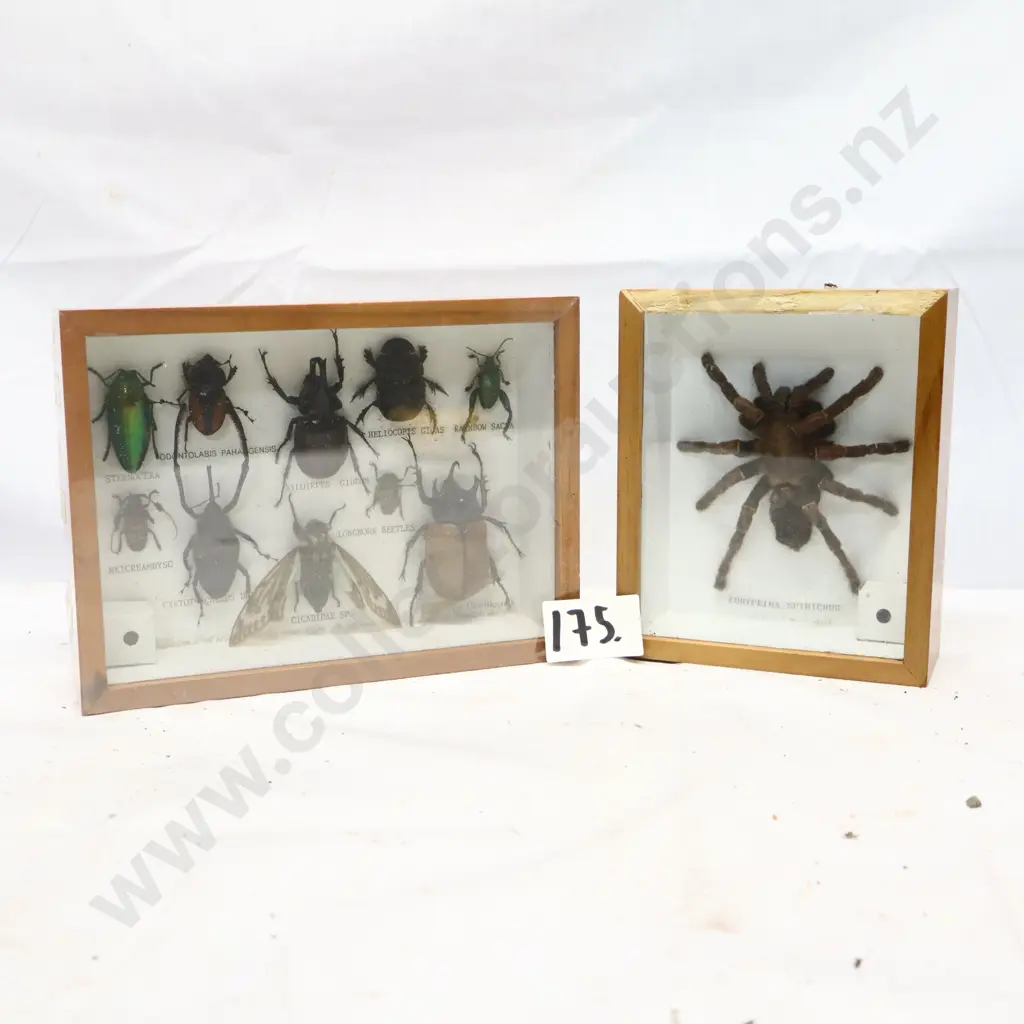 Framed Insect and Spider Display Collection Image 1++