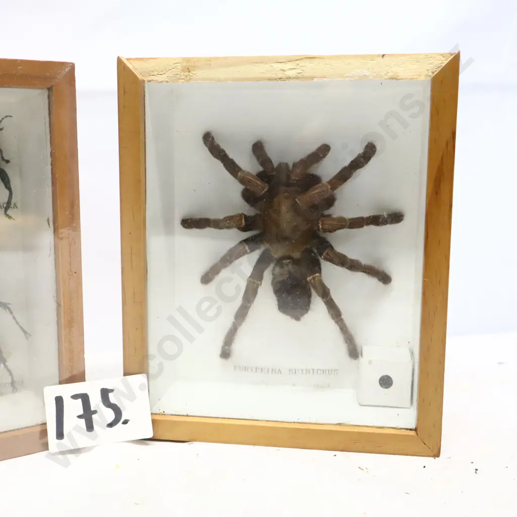 Framed Insect and Spider Display Collection Image 1++