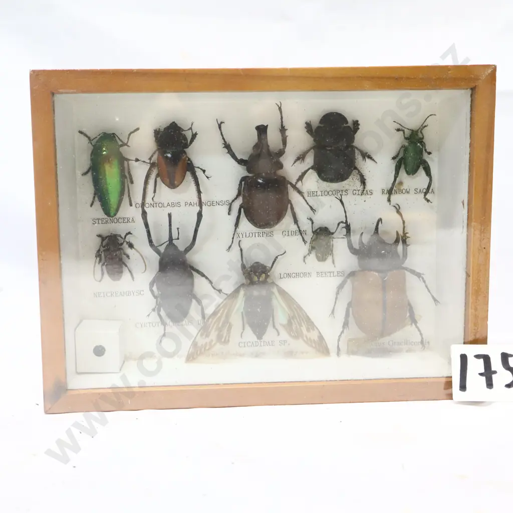 Framed Insect and Spider Display Collection Image 1++