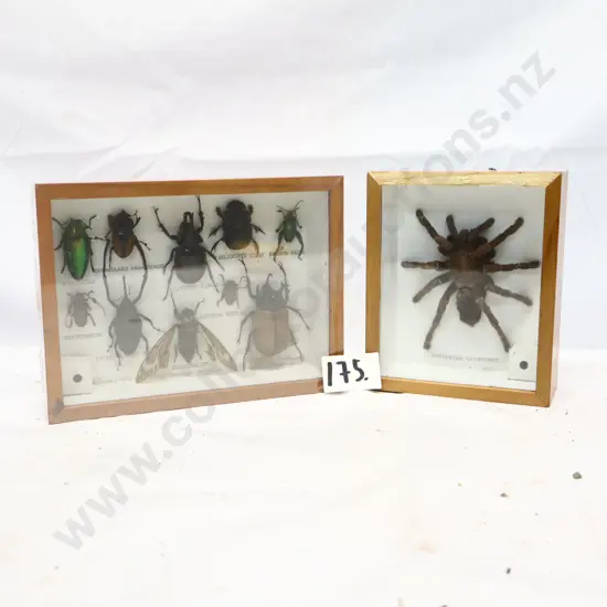 Framed Insect and Spider Display Collection