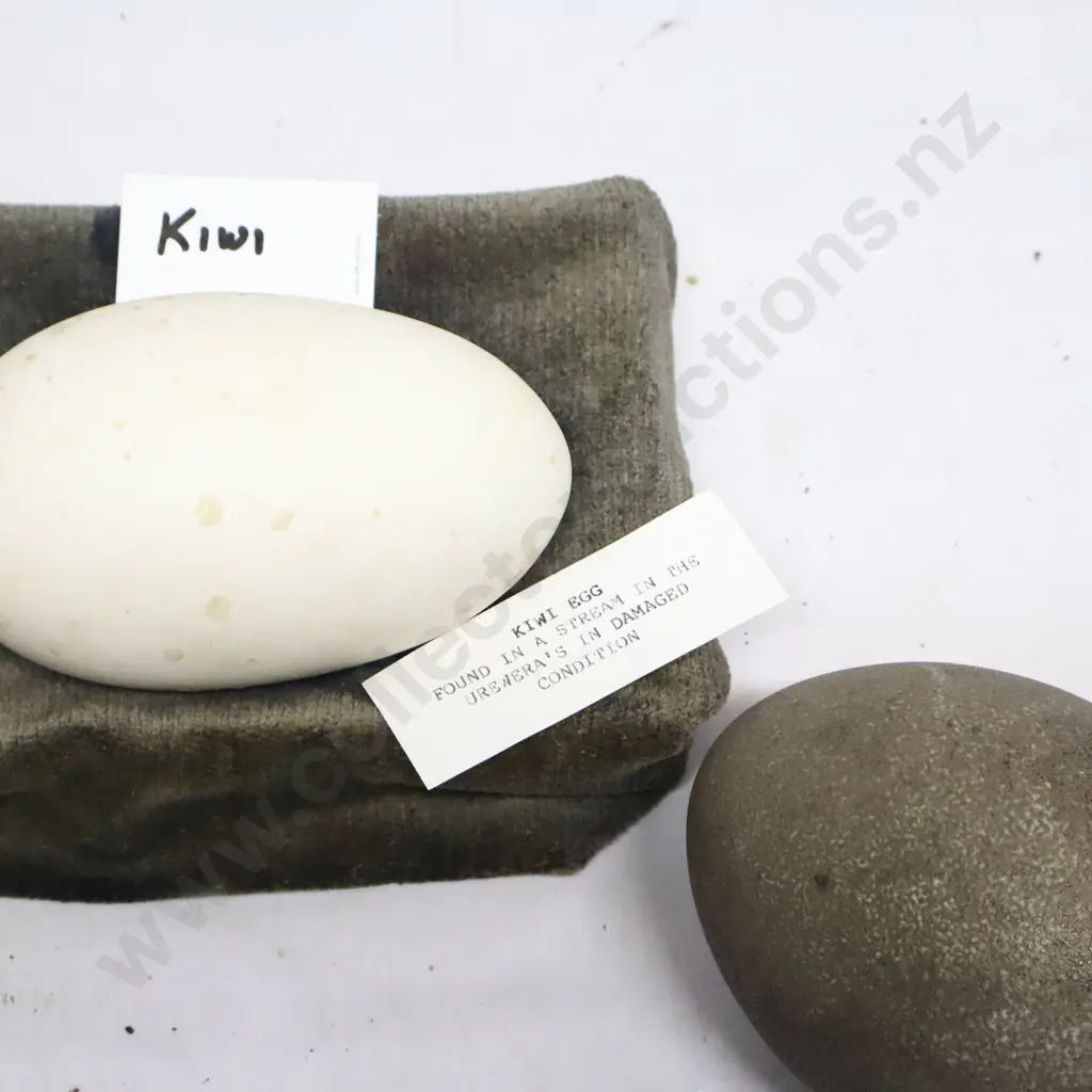 Kiwi, Ostrich, Cassawary And Emu Eggs Image 1++
