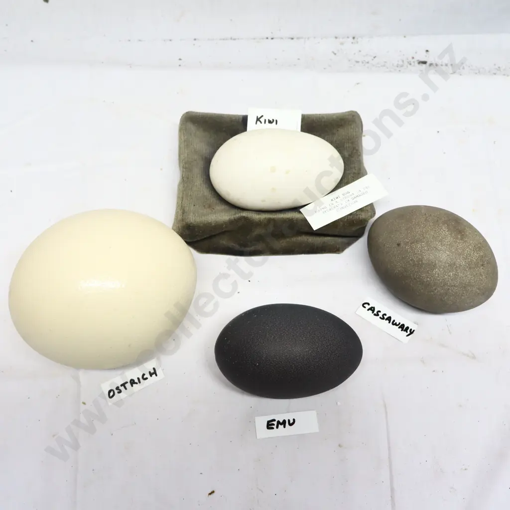 Kiwi, Ostrich, Cassawary And Emu Eggs Image 1++