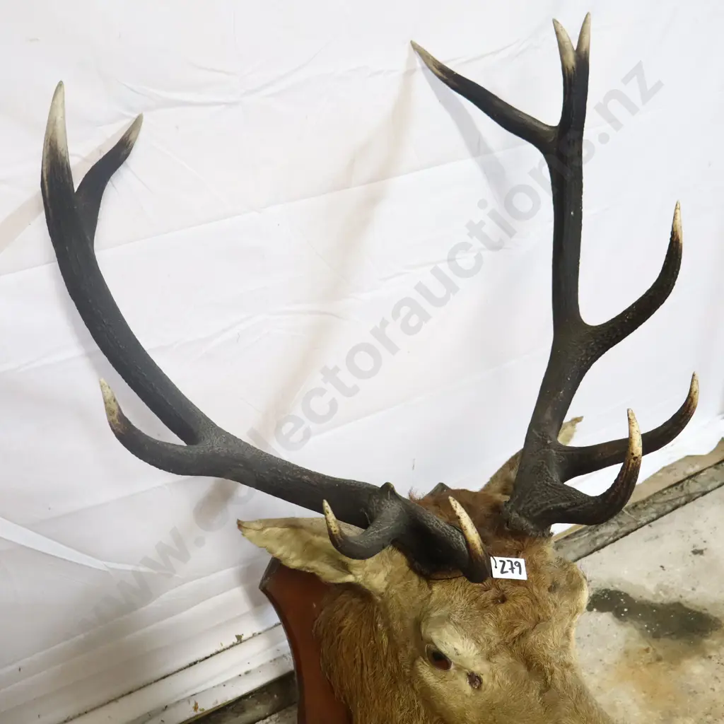 Mounted Red Deer Stag Head Image 1++