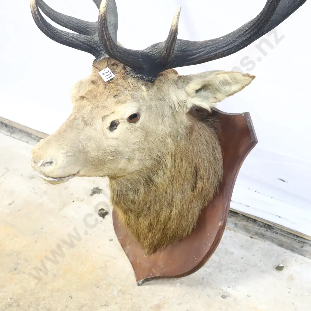 Mounted Red Deer Stag Head Image 1++