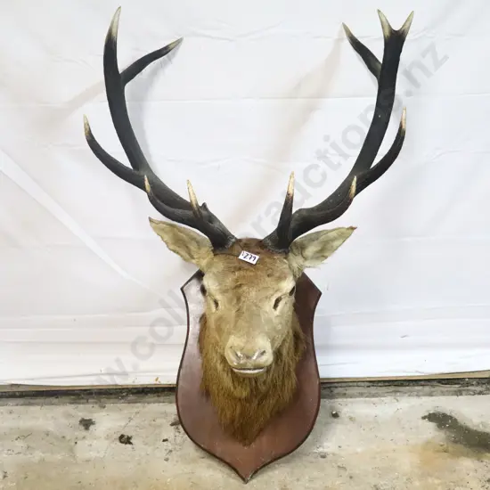 Mounted Red Deer Stag Head
